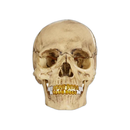 Supreme 4D Model Human Skull 'Natural'