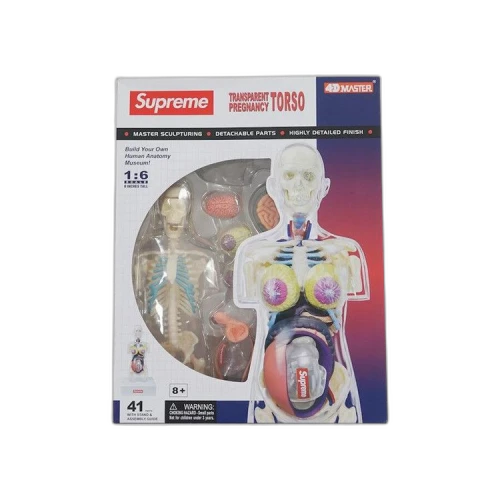 Supreme Female Anatomy Model 'Clear'