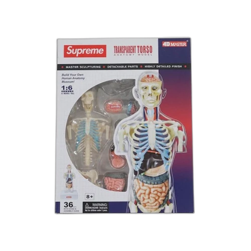 Supreme Male Anatomy Model 'Clear'